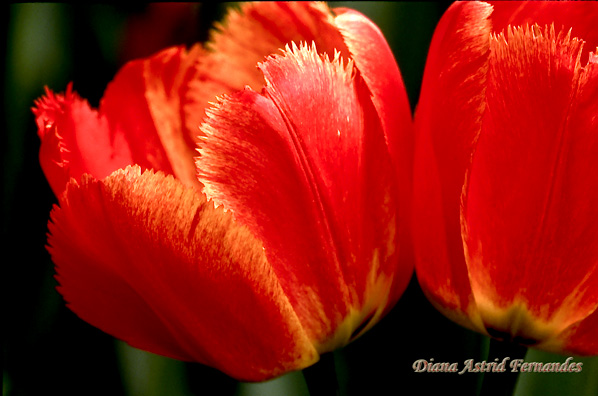 Up-Close-with-tulip-duo